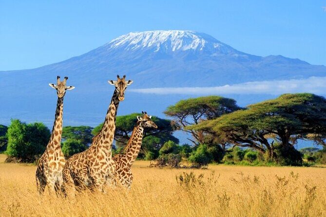 Mt Kilimanjaro Hiking via Marangu Route Day Trip - The Itinerary in Detail: What to Expect