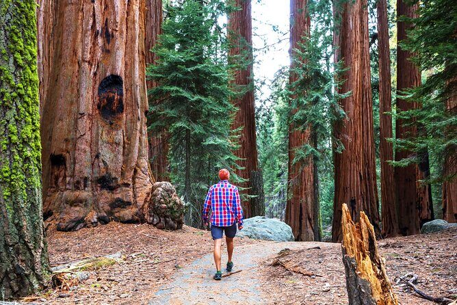 Muir Woods and Sausalito Half Day Tour - The Value and Experience