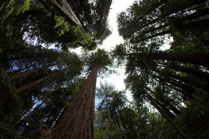 Muir Woods and Sausalito Morning Tour Small-Group Half Day - Transport, Group Size, and Pricing: What to Know