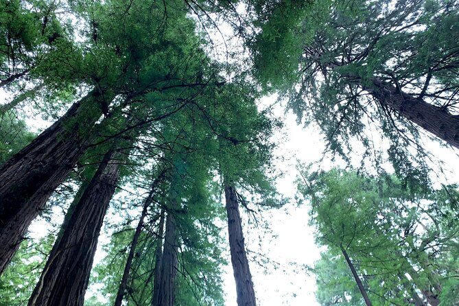 Muir Woods, Sausalito and Golden Gate Bridge - The Practicalities