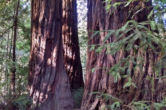 Muir Woods, Sausalito and Tiburon Day Trip from San Francisco - What Past Participants Say