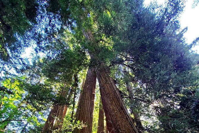 Muir Woods Sausalito Entry & Ferry to Fishermans Wharf included - The Practicalities: What to Expect