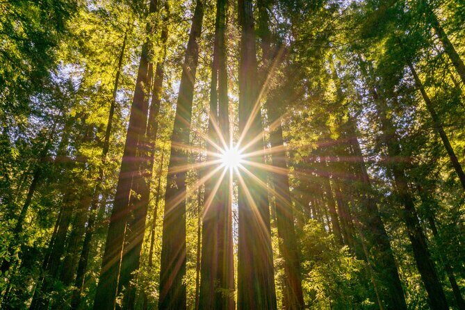 Muir Woods & Sausalito Tour + Hop-On Hop-Off Tour - The Sum Up: Who Should Consider This Experience?