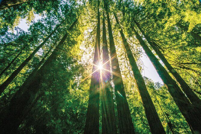 Muir Woods & Sausalito Tour - The Practicalities: How the Tour Works