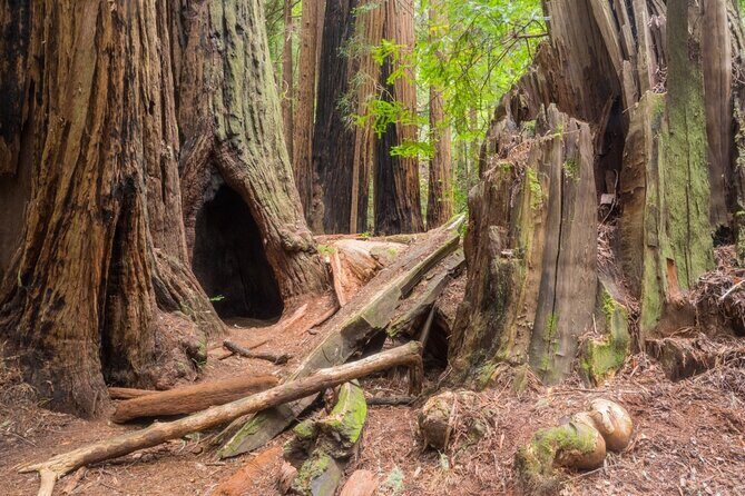 Muir Woods Self-Guided Driving and Walking Audio Tour - Practical Tips for Your Visit