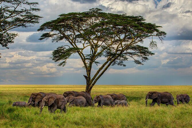 Multi-Day Camping Safari Experience in Arusha - The Value of the Experience