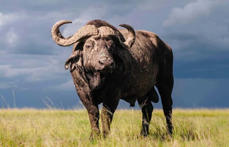 **"Multi-Days Camping Safari Adventure: Tanzania & Kenya"** - Practical Details and What to Expect