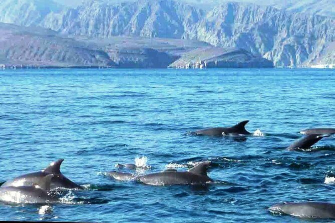 Musandam Khasab Day Trip From Ras Al Khaimah - The Practical Side: What You Need to Know