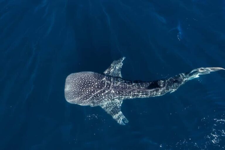 Muscat: Daymaniat Islands Snorkeling Tour with Refreshments - Environmental Focus and Responsible Tourism