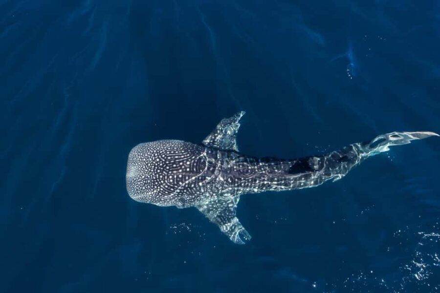 Muscat: Daymaniat Islands Snorkeling Tour with Refreshments - Environmental Focus and Responsible Tourism