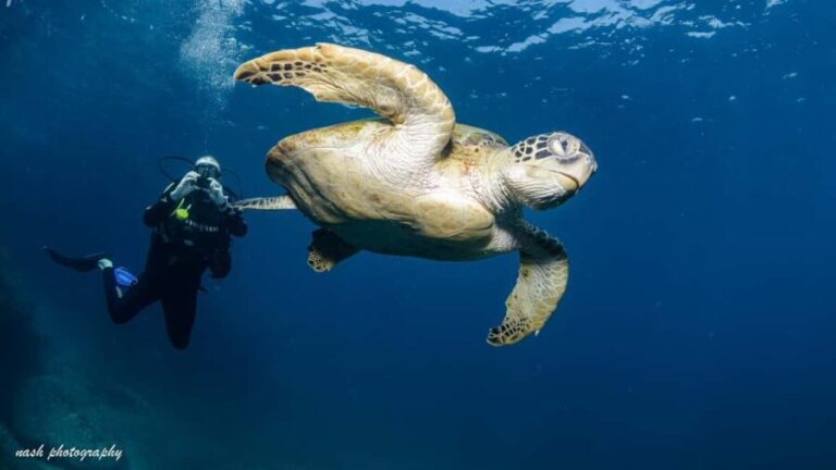 Muscat: Daymaniyat Island Scuba Dive 2 locations + BBQ Lunch - Practical Tips for Future Participants