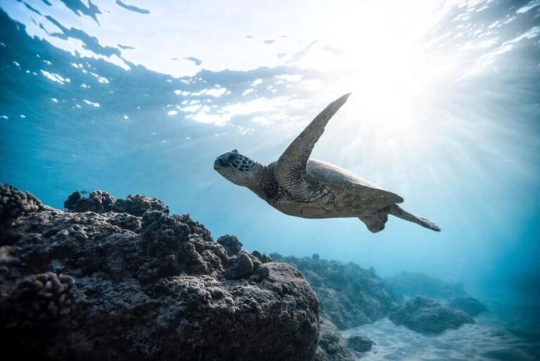 Muscat: Daymaniyat Islands Snorkeling Trip with BBQ Lunch - What Makes This Tour Stand Out?