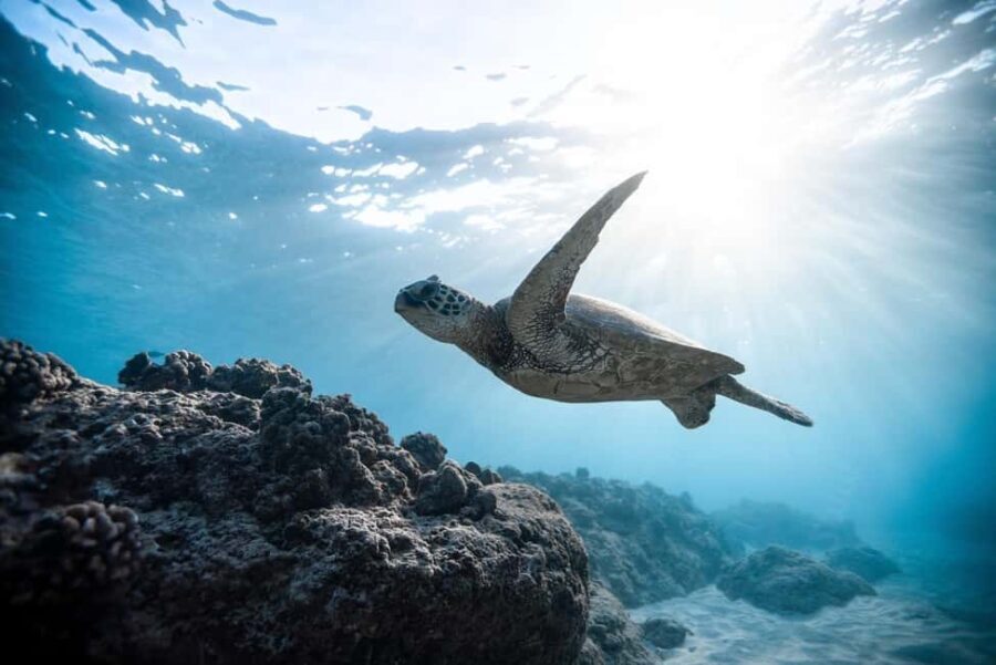 Muscat: Daymaniyat Islands Snorkeling Trip with BBQ Lunch - What Makes This Tour Stand Out?