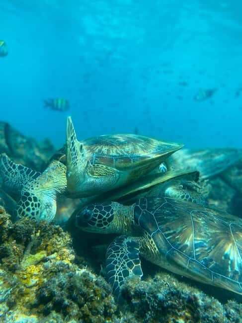Muscat Oman: Snorkeling adventure to Daymaniyat Island - Authentic Experiences and Authenticity