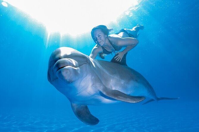 Must-DO The only and Unique Natural Space Dolphin Encounter Cabo - Who Will Love This Tour?