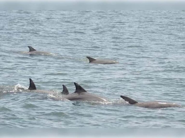 Myrtle Beach: Dolphin Cruise on the Sea Screamer - The Coastal Views and Wildlife Encounters