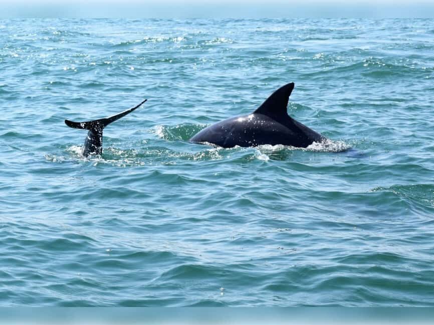 Myrtle Beach: Dolphin Cruise on the Sea Thunder - An In-Depth Look at the Myrtle Beach Dolphin Cruise