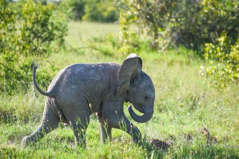 Nairobi: 3-Day Aberdares and Ol Pejeta Safari Tour - Value and Practical Considerations