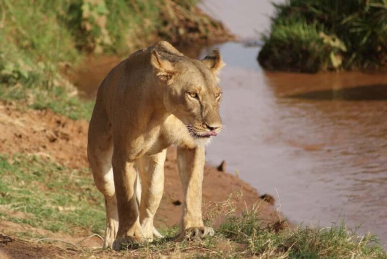 Nairobi: 3-day all-inclusive Samburu National park safari - Day 1: From Nairobi to Samburu