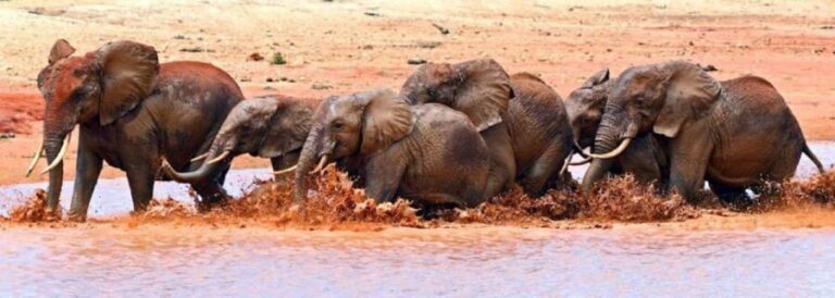 Nairobi: 3-Days Amazing safari Amboseli and Tsavo West - Practical Details and What to Expect