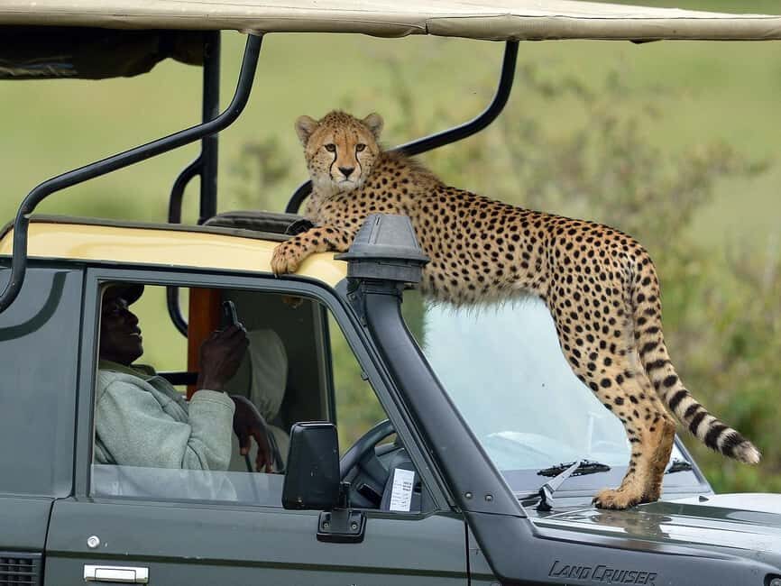 Nairobi: 4-Day Masai Mara and Lake Nakuru Camping Safari - Analyzing the Value