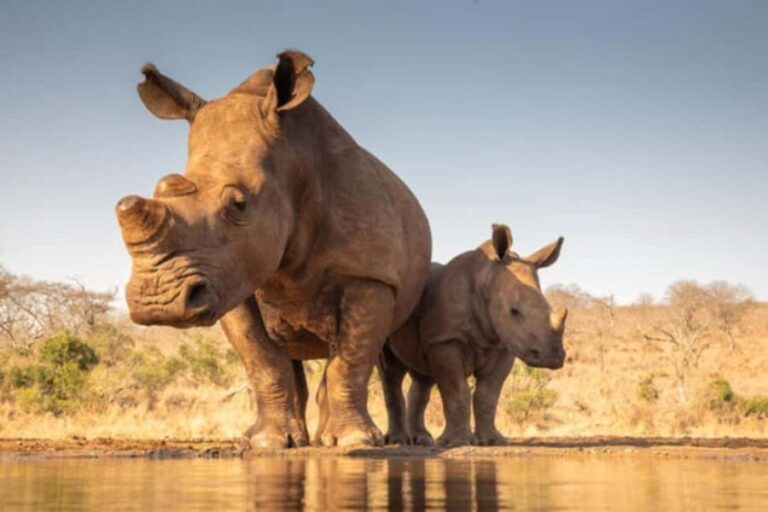 Nairobi: 6-Days Explore Samburu, Nakuru and Masai Mara - Final Thoughts: Who Is This Tour Best For?