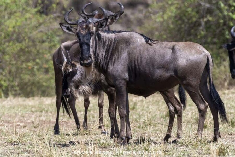 Nairobi: 7-Day Amboseli, Bogoria & Maasai Mara Parks Safari - What Makes This Tour Special