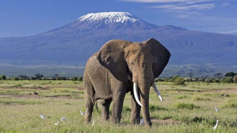 Nairobi: Amboseli and Tsavo West 3-Day Safari Adventure - The Logistics and Comfort