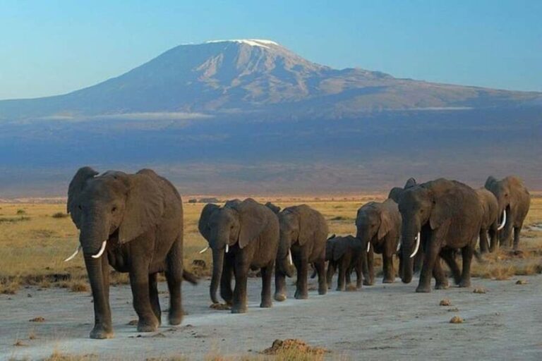 Nairobi: Amboseli National Park Day Trip - What Makes This Tour Worthwhile?