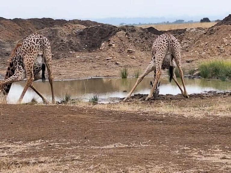 Nairobi: Amboseli National Park Day Trip with Entry Fees - Transportation and Group Experience