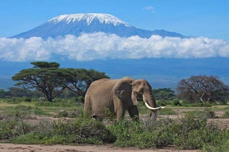 Nairobi: Amboseli National Park Group Day Tour - The Itinerary Breakdown