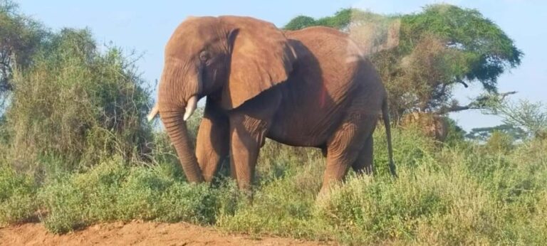 Nairobi: Amboseli National Park Overnight Safari Tour - Practical Tips for Travelers