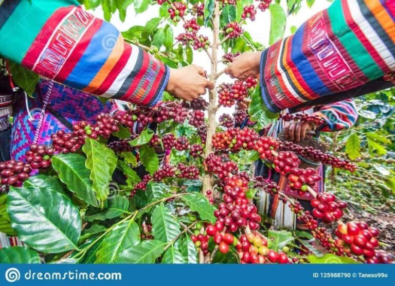 Nairobi: Coffee Factory and Farm Tour With Transfer - Who Will Enjoy This Tour?