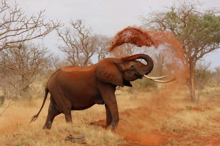Nairobi: Elephant Orphanage Trust and Giraffe Center Tour - FAQs