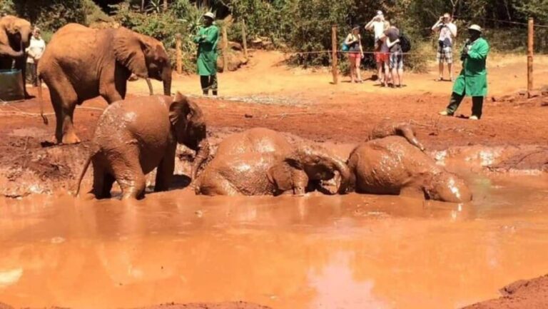 Nairobi National Park and Elephant Orphanage Day Excursions - Who Is This Tour Best For?