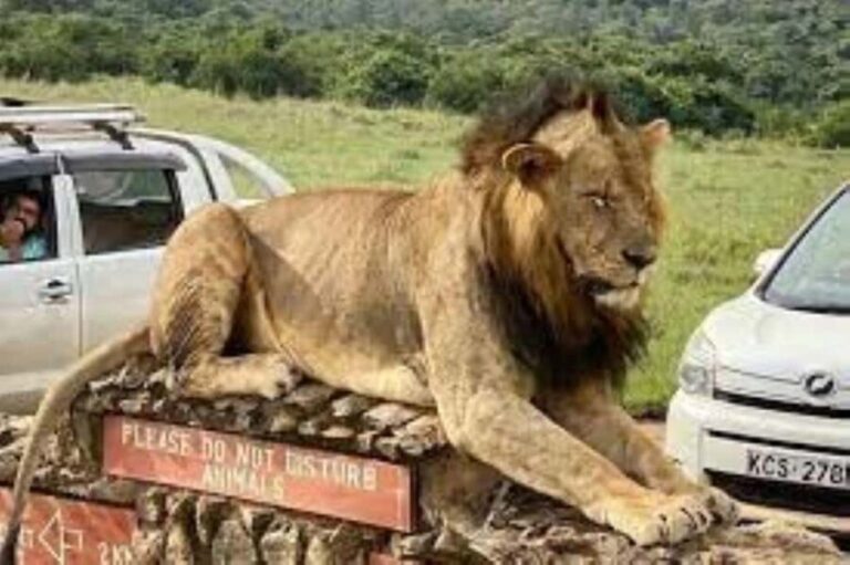 Nairobi: National park Elephant Orphanage and Giraffe Center - Who Should Consider This Tour?