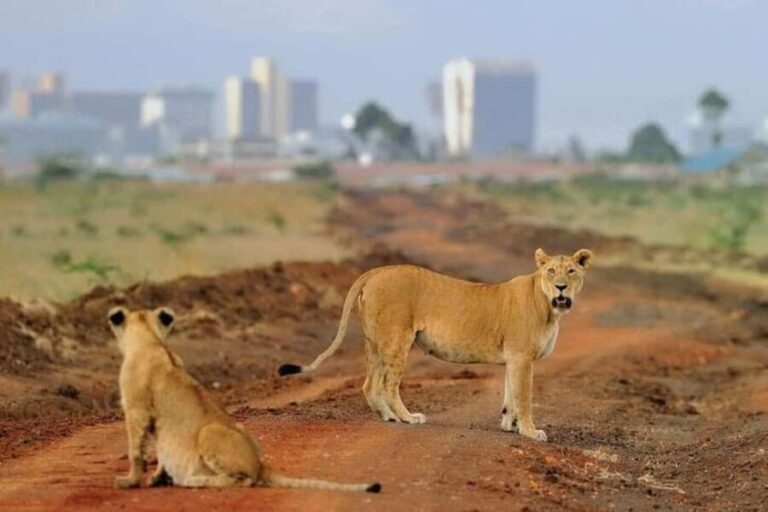 Nairobi: National Park, Elephant Orphanage, and Giraffe Tour - Who Should Consider This Tour?
