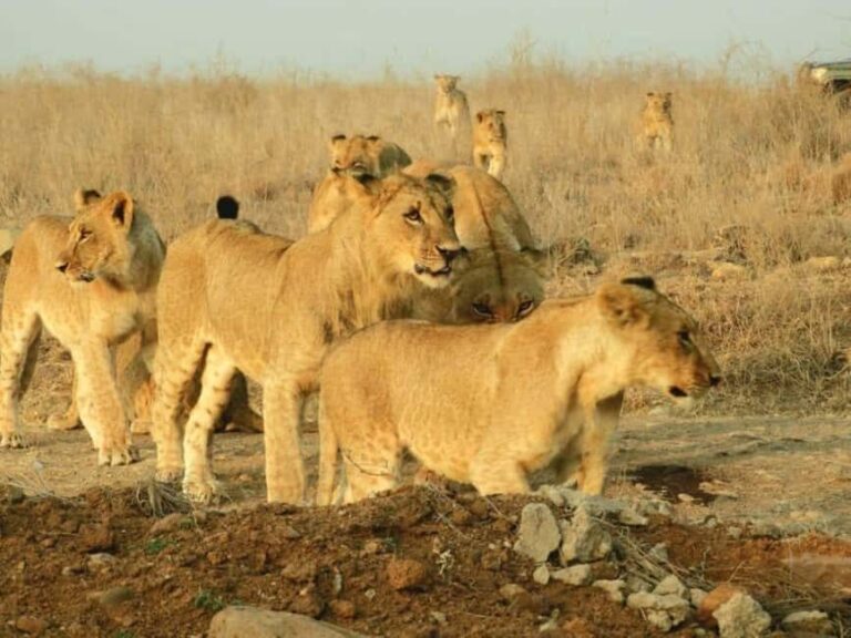 Nairobi National Park, Elephant Orphanage & Giraffe Center - Key Points