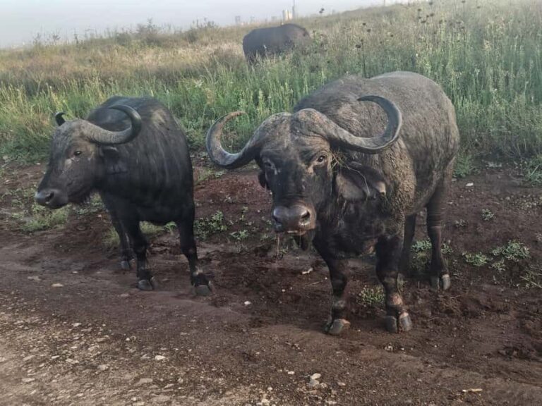 Nairobi National Park Evening Game Drive With free Pick Up - What Visitors Are Saying
