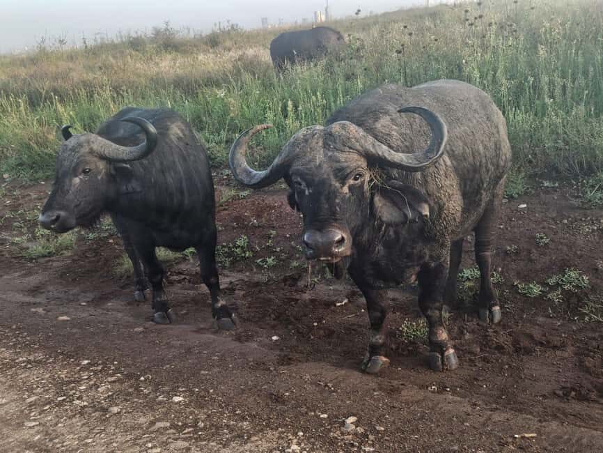 Nairobi National Park Evening Game Drive With free Pick Up - What Visitors Are Saying