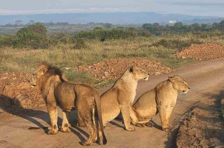 Nairobi: National Park ,Giraffe Center & Souvenir Tour - Wrapping Up