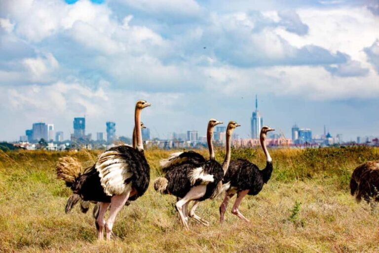 Nairobi: National Park Guided Game Drive For 5 Hours - The Sum Up