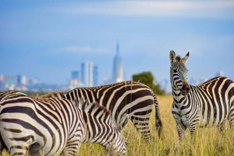 Nairobi: National Park Half-Day Group Trip with Pickup - Practicalities and Tips for the Tour