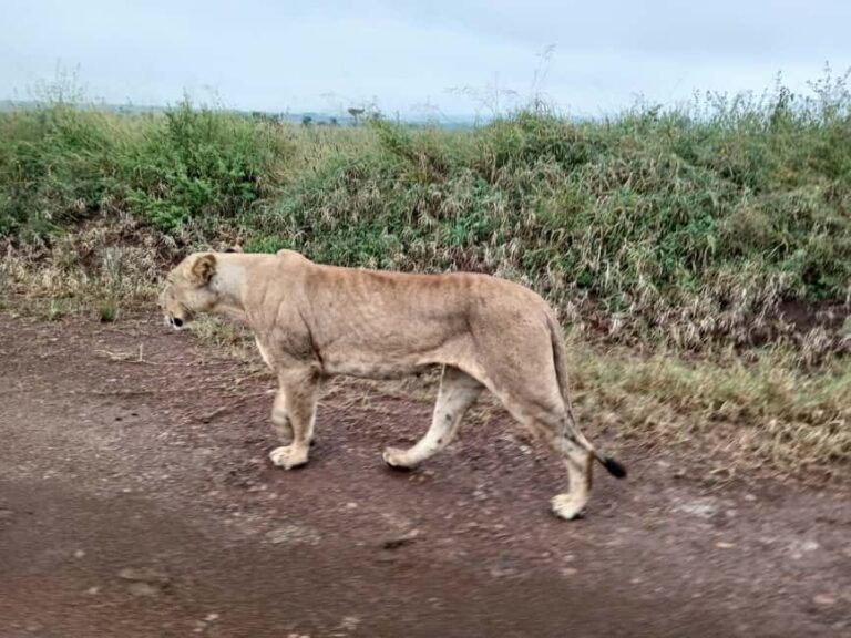 Nairobi National Park Half Day Tour - What’s Included and What to Keep in Mind