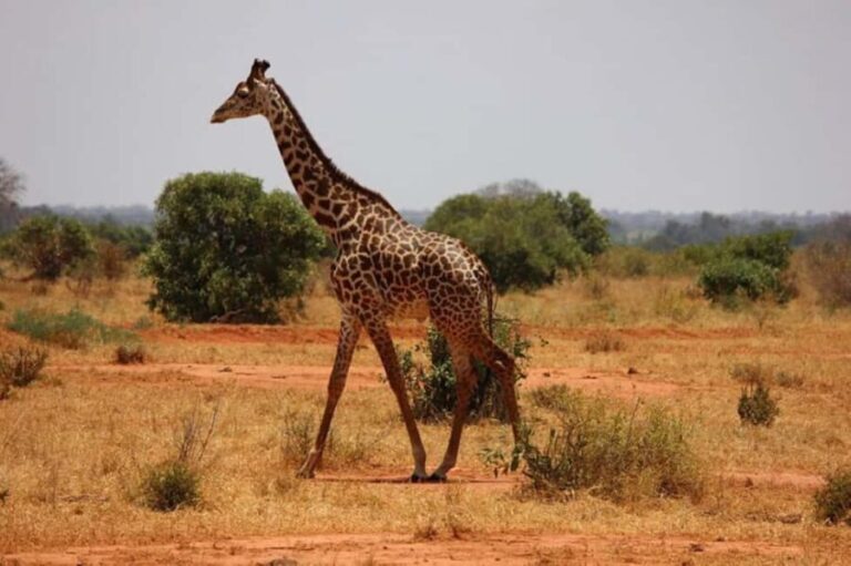 Nairobi National Park Morning Game Drive With Free Pickup - FAQ