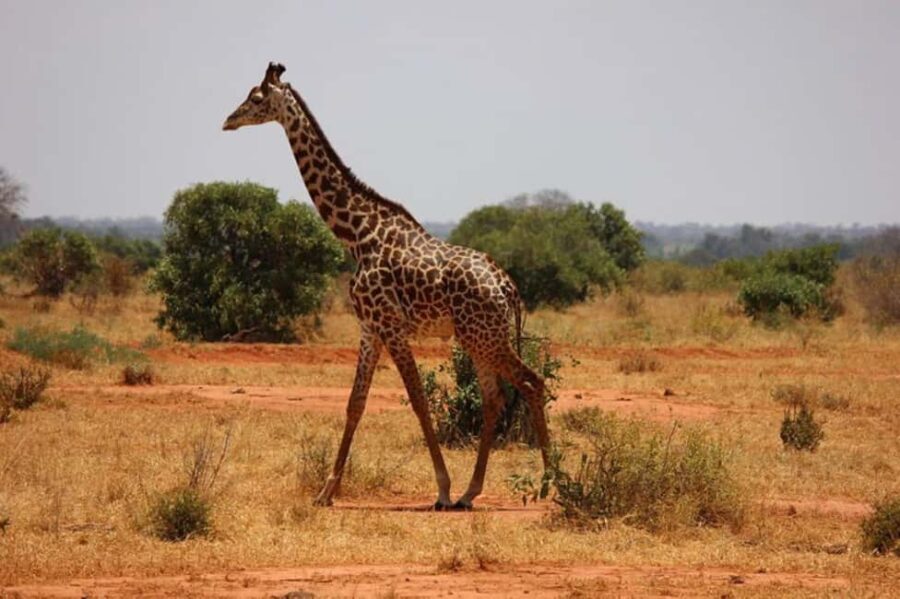 Nairobi National Park Morning Game Drive With Free Pickup - FAQ