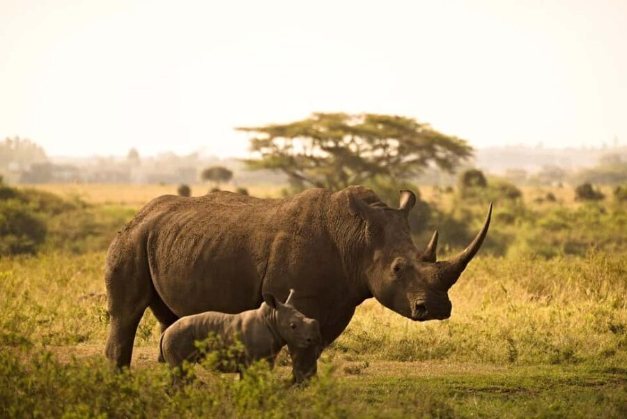 Nairobi National Park Morning Private Half-Day Game Drive. - What to Expect During Your Safari