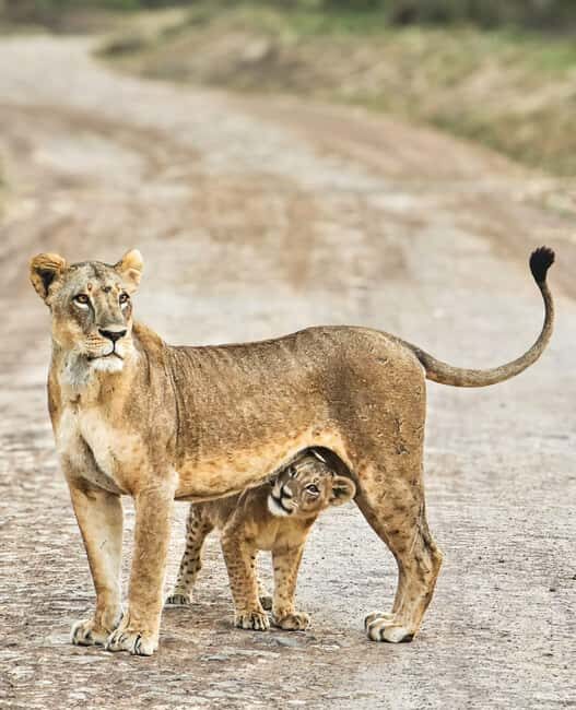 Nairobi National Park: Tour "World's Only Wildlife Capital" - The Itinerary: What to Expect