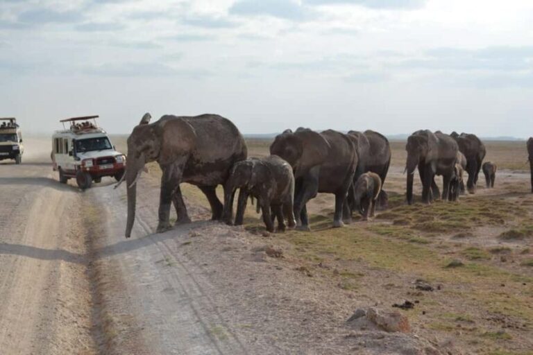Nairobi: Overnight Safari to Amboseli National Park - Day 2: An Early Rise to Catch the Sunrise and Wildlife