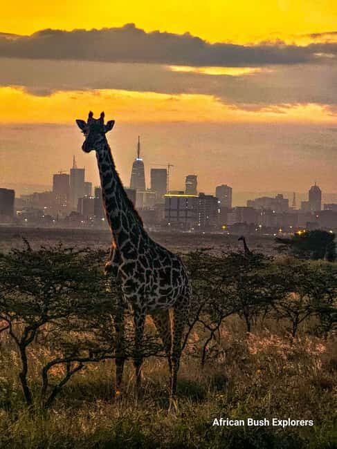 Nairobi: Sheldrick Elephant Orphanage and 3 Hours Game Drive - Final Thoughts: Who Will Love This Tour?
